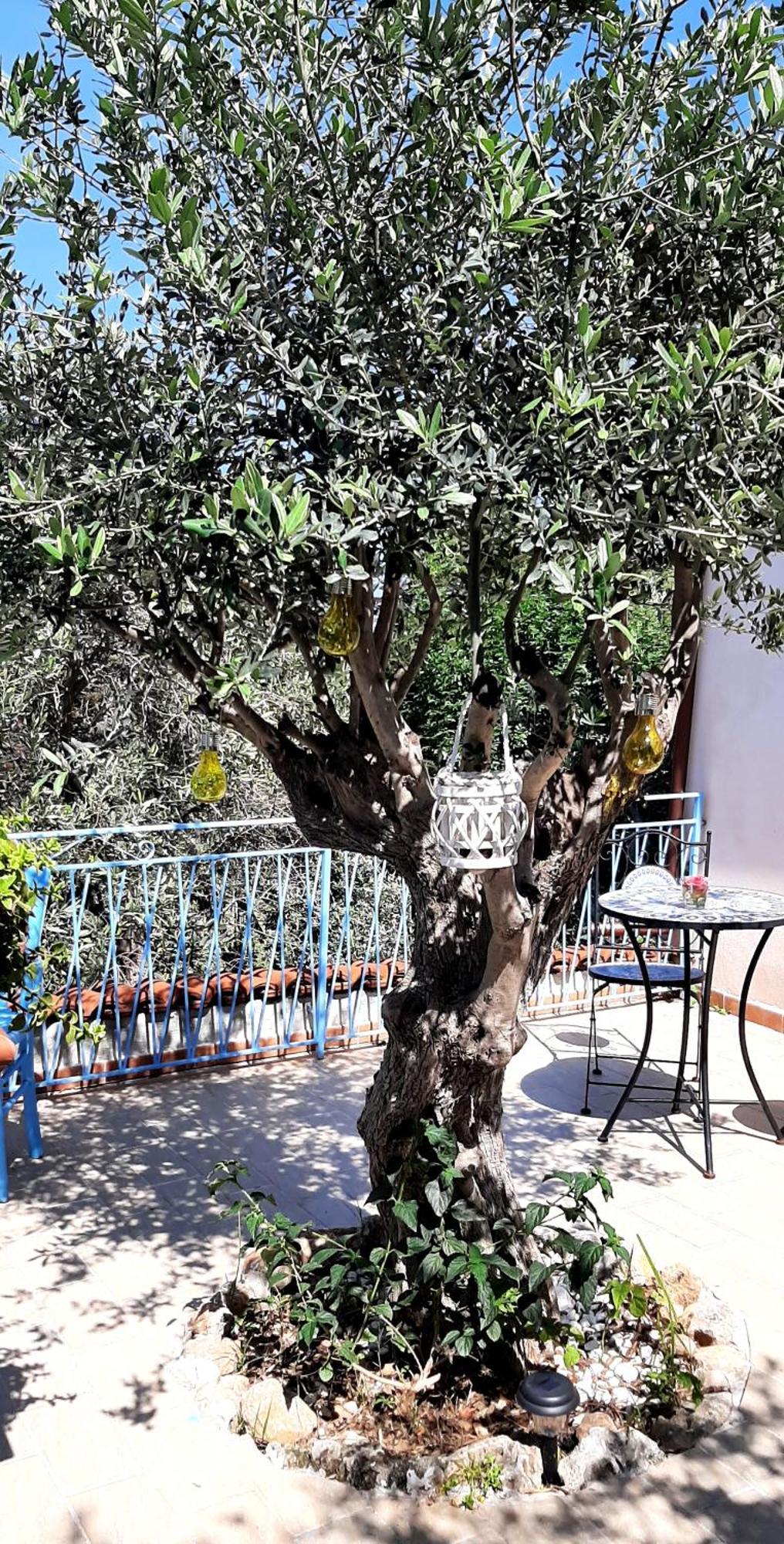 La Casetta Degli Ulivi Palermo Exteriör bild